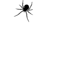 Halloween Spider Sticker