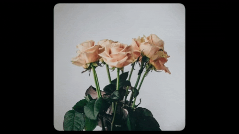 Blooming Ultra Music GIF by Ultra Records