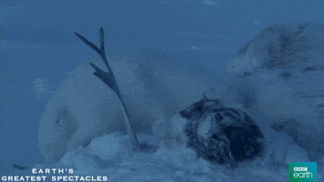 natural history eating GIF by BBC Earth