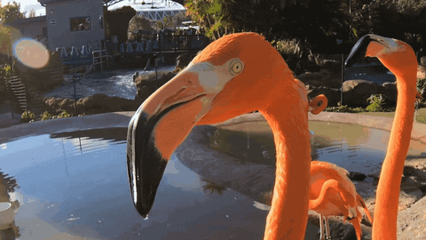 SeaWorld giphyupload greetings flamingo i see you GIF