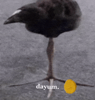 Bird Meme GIF