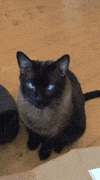 animal s cat GIF