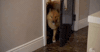 rachel lindsay dog GIF by The Bachelorette