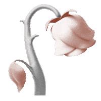Flower Rose Sticker
