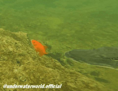 Fishing Goldfish GIF