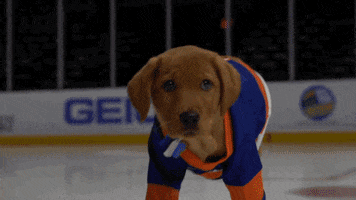 Ice Hockey Sport GIF by NHL