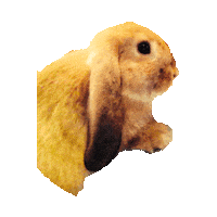 bunny STICKER by imoji