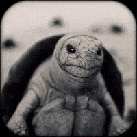 War Art GIF