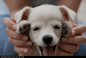 dog anxiety GIF