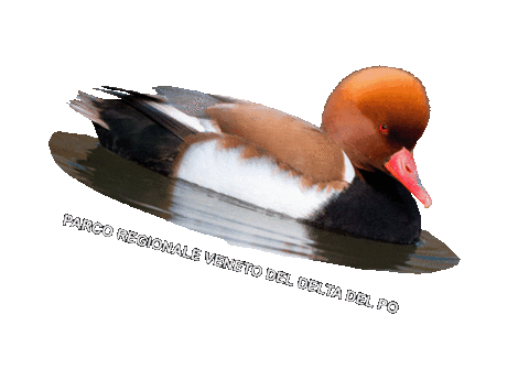 parcodeltapo giphyupload nature bird bike Sticker