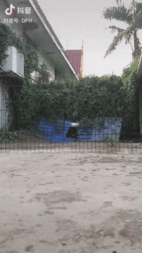 Cat Fail GIF by JustViral.Net