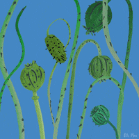 alimac peace poppy GIF