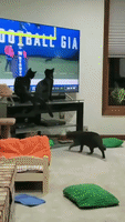 Felines Glued to TV as Black Cat Interrupts Game