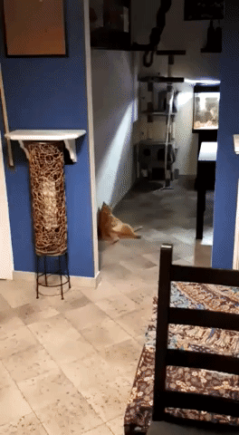 drunk cats GIF