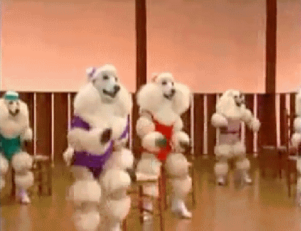 Video gif. Classroom full of white poodles in leotards practice aerobics, stomping together in unison.