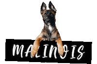 Police Dog Sticker by diepflegeimruhrgebiet