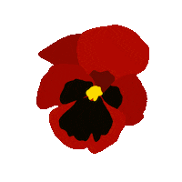 Senorita Pansy Sticker