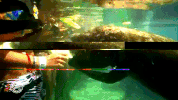 GIF by Dolphin Discovery