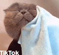 cat aww GIF by TikTok