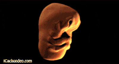 face womb GIF