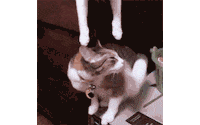 cat kiss GIF