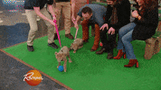 baby animal cat GIF by Rachael Ray Show