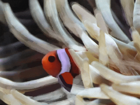 Sea Anemone GIF by Barbara Pozzi
