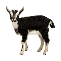 HeiferInternational goat heifer heiferinternational giveheifer Sticker