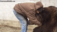 Caretaker Soothes Sick 10-Foot Bear in Otisville, New York