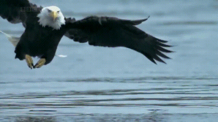 eagle salmon GIF