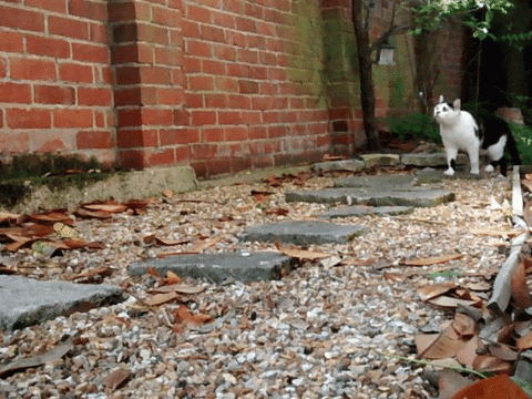 sanfoh giphyupload cat nature water GIF