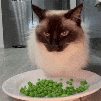 Feinfein2014 GIF