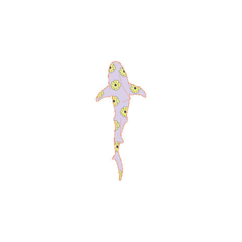 Shark Sticker