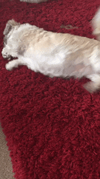 warrenwoodhouse dog loop dogs pets GIF