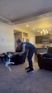 Unbothered Husky Walks Away When Owner Fake Faints