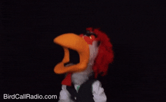 BirdCallRadio angry song chicken sing GIF