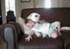 Video gif. A baby is laying completely slumped on a dog and she looks very cozy and pleased with herself. The dog has its head above her and is licking her hand gently.