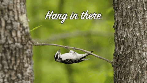 Hang In There Woodpecker GIF by U.S. Fish and Wildlife Service