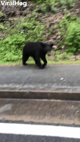 Bear Cub Comes Up Close to Car