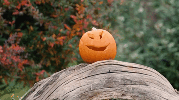 Bernie the Bear and Friends Enjoy Pumpkin Treats at Chester Zoo
