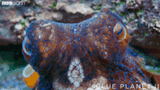 angry blue planet GIF by BBC Earth
