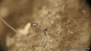 GIF by KQEDScience