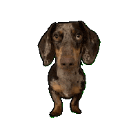 Bassotto Sky Sticker by Caravan of Paws