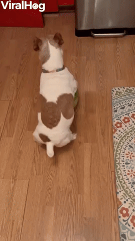 Rolling into Summer With Watermelon