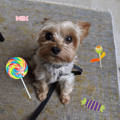 Trick Or Treat Dog GIF by Amy