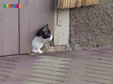 cats dogs GIF by Cheezburger