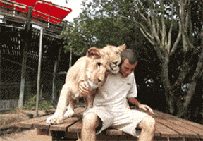 Lion Cuddle GIF