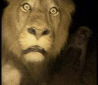 Shocked Lion GIF