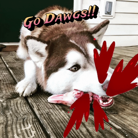 Go Dawgs GIF by Moody NW Real Estate
