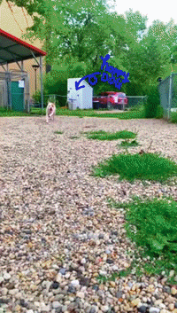 Heartland_Animal_Shelter happy dog smile running GIF